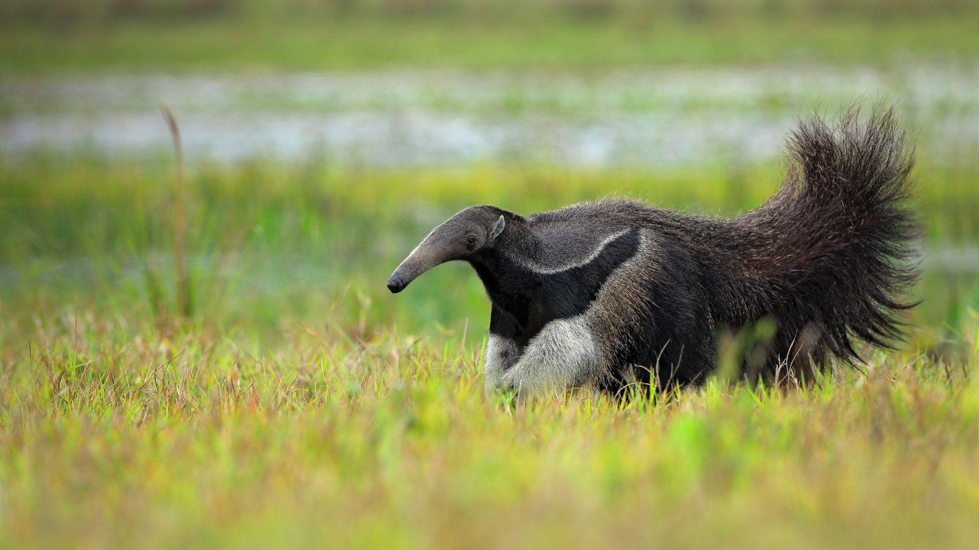 Anteater Wallpapers Top Free Anteater Backgrounds WallpaperAccess 2795626