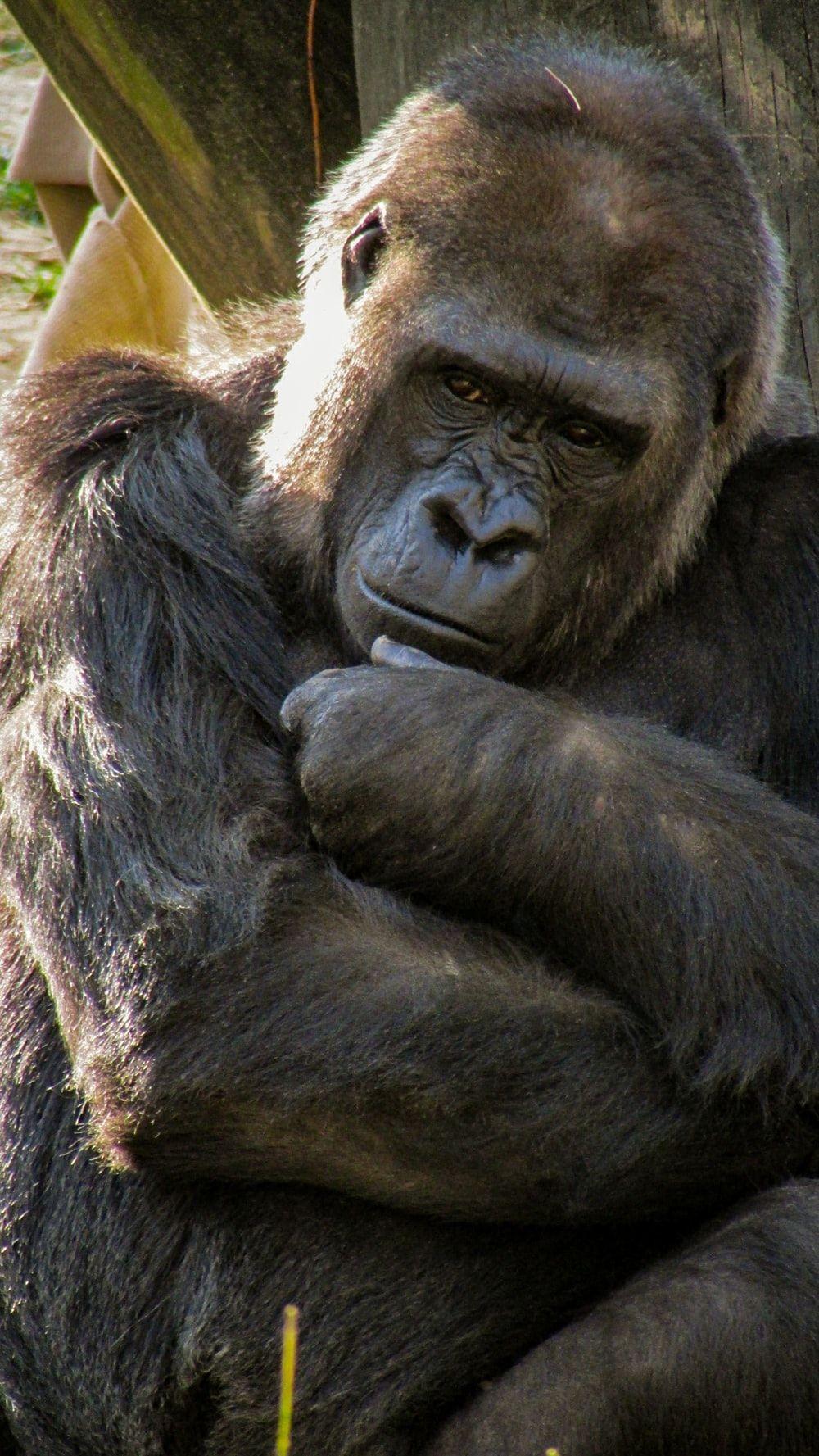 1000x1777 Ape Picture. Download Free Image