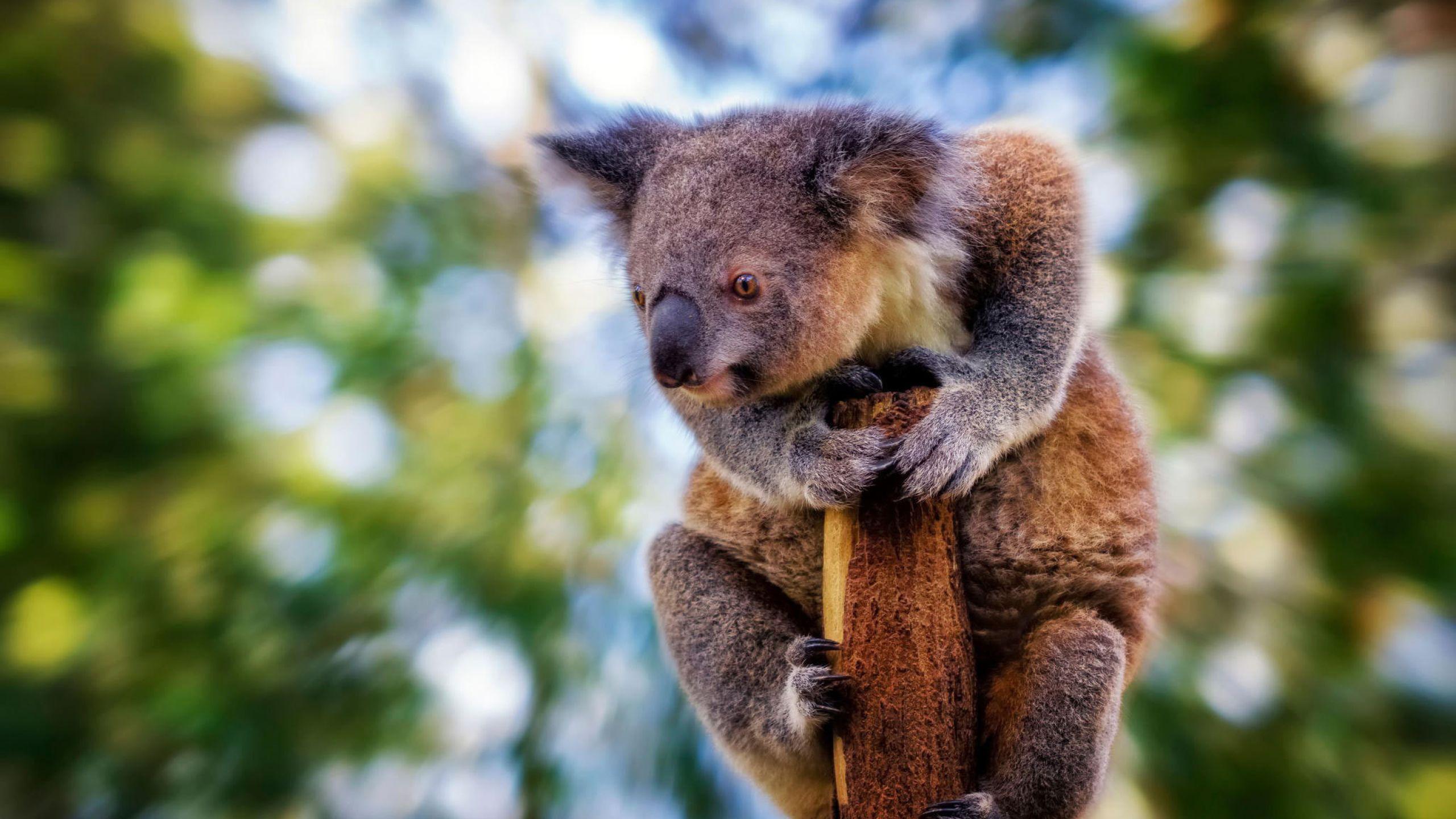 Koala Wallpapers Top Free Koala Backgrounds WallpaperAccess