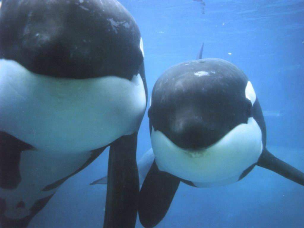1024x768 Killer Whale (Orca) Wallpaper