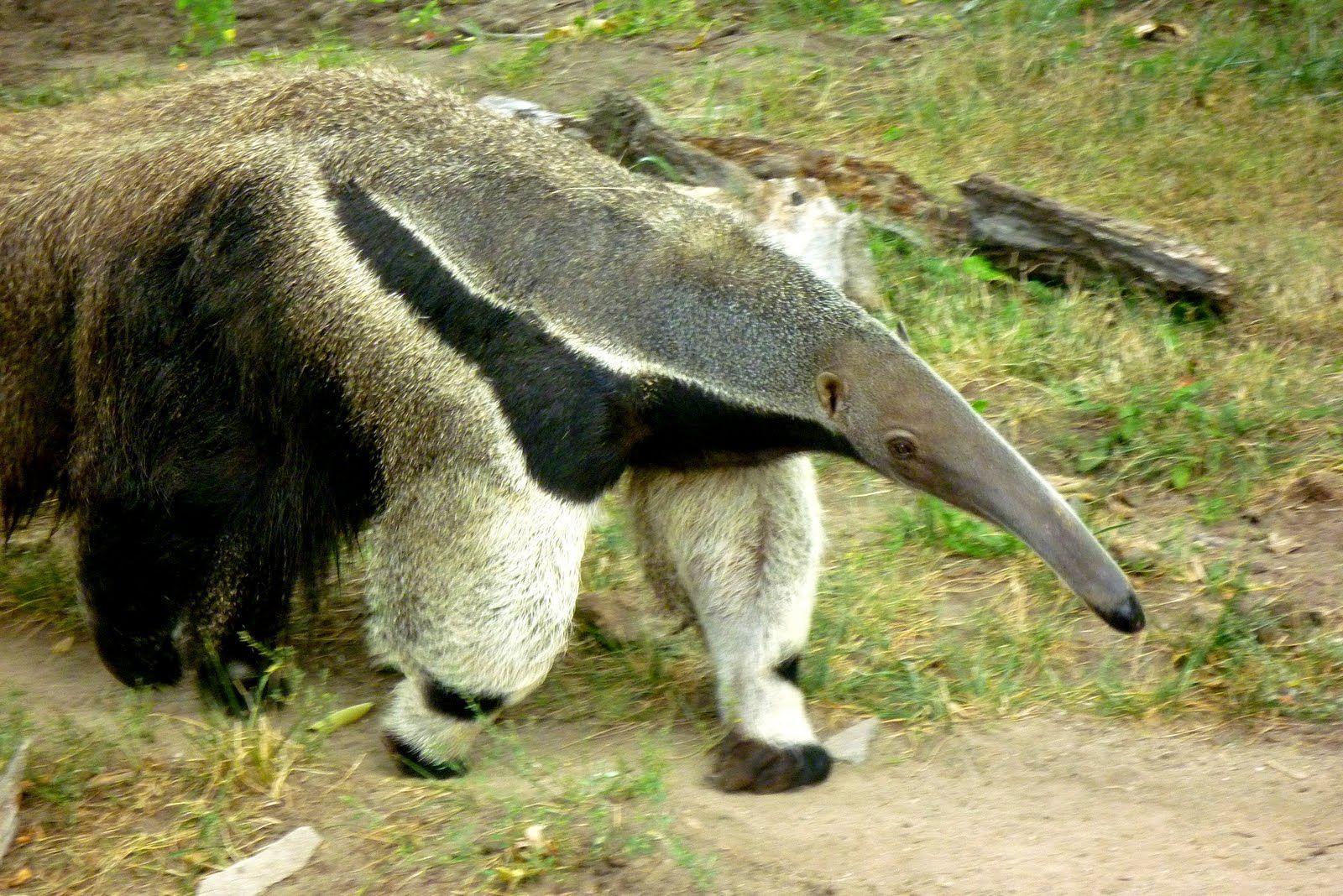 Anteater Wallpapers Top Free Anteater Backgrounds WallpaperAccess 2795650