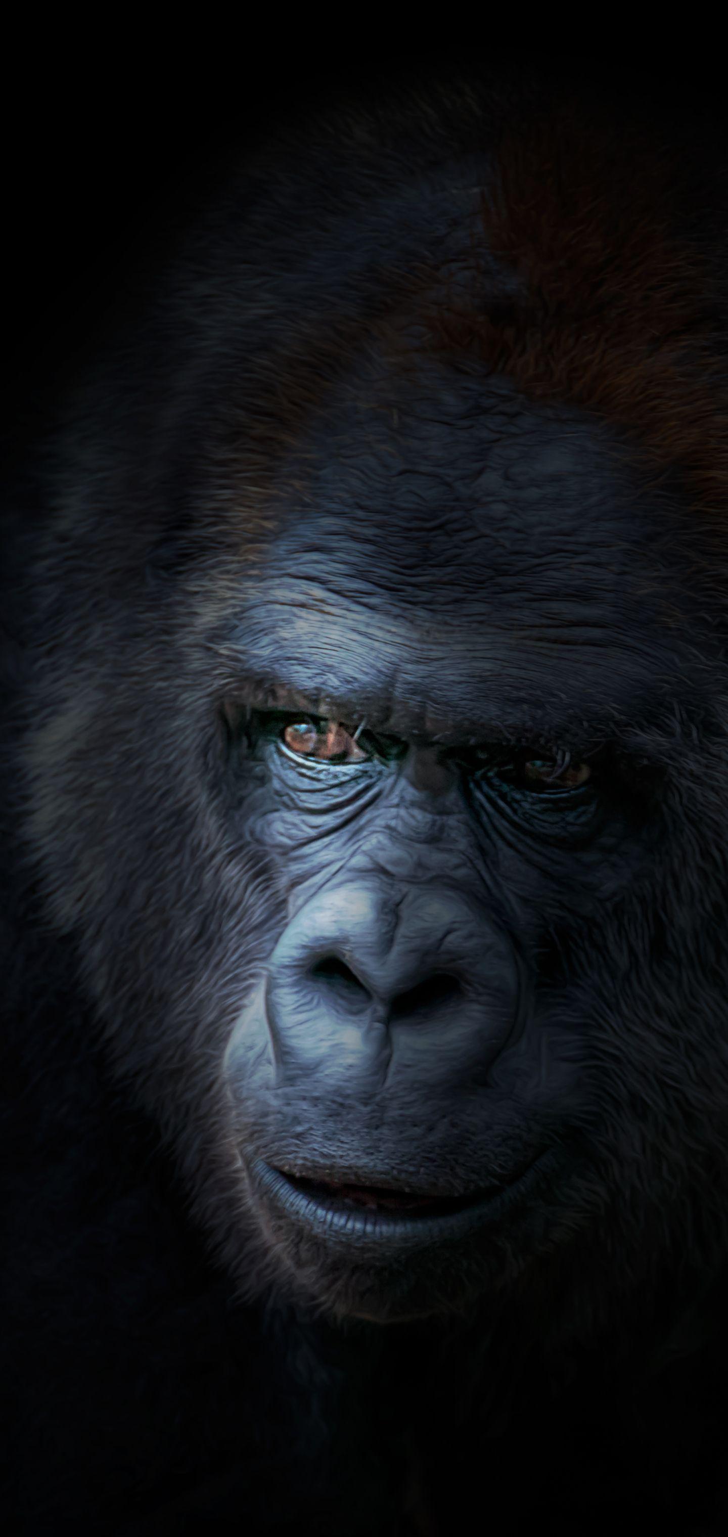 Hình nền 1440x3040 Animal Gorilla (1440x3040)