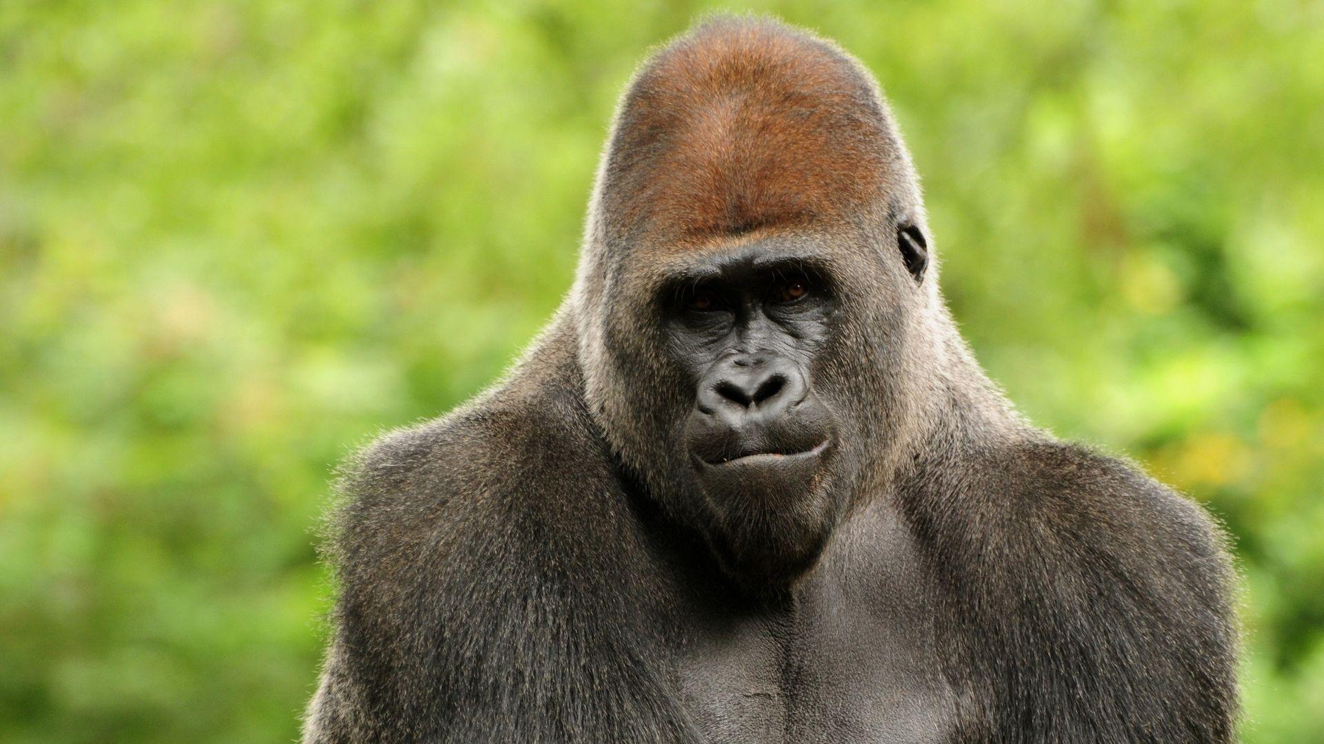 1920x1080 Interesting Gorilla Wallpaper