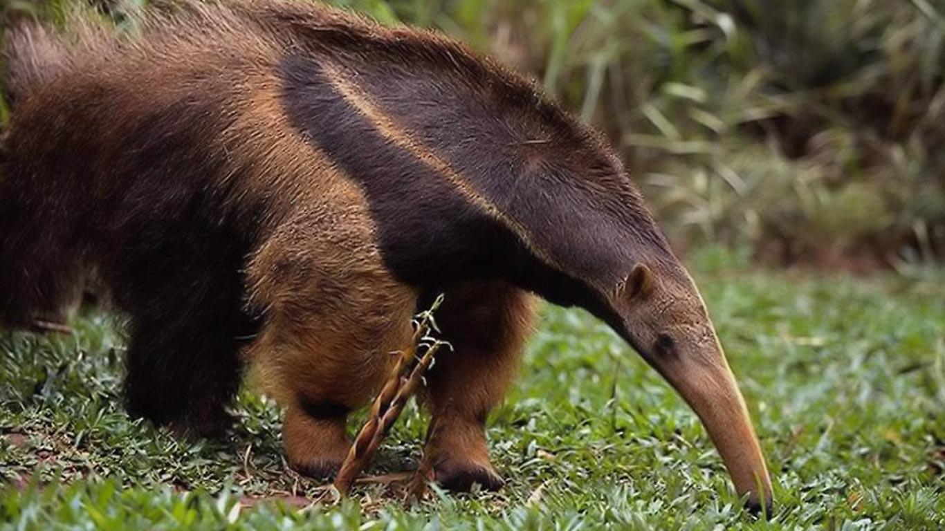 1366x768 Free download anteater wallpaper [1366x768] for your Desktop