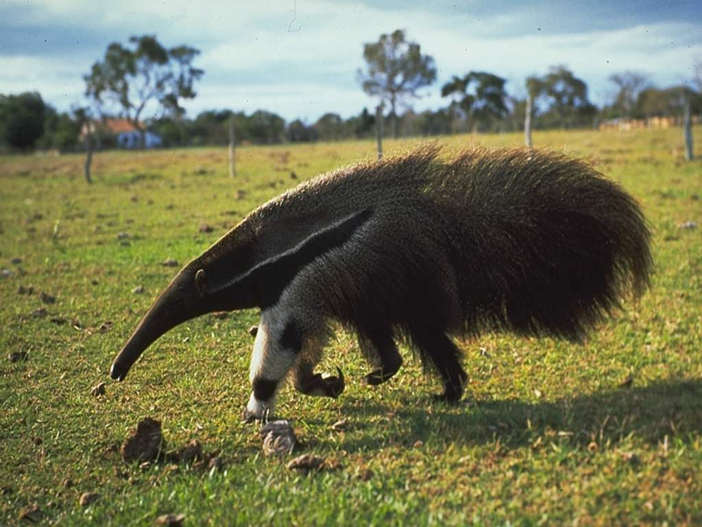 1024x768 Anteater HD Wallpaper