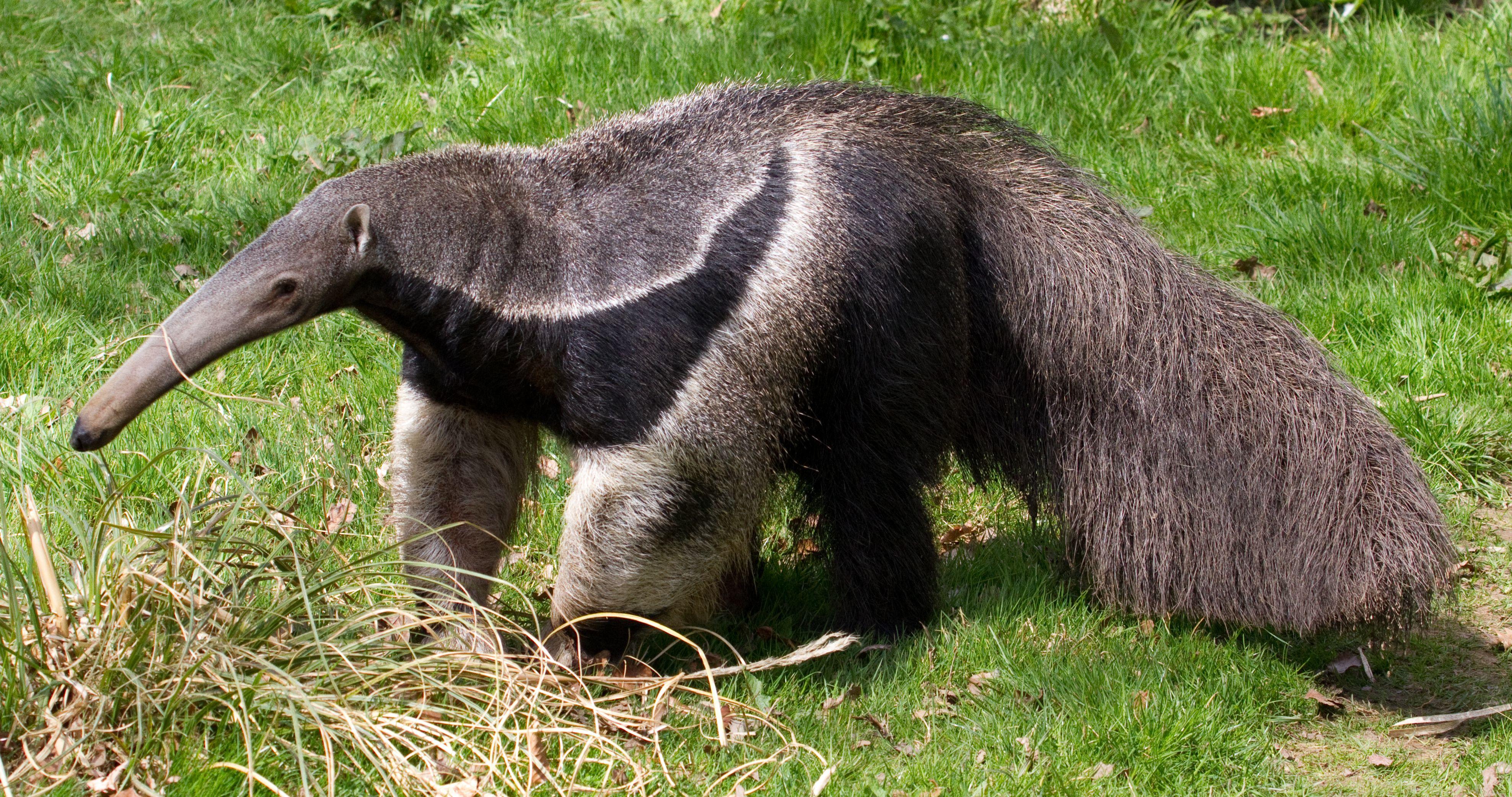 Anteater Wallpapers - Top Free Anteater Backgrounds - WallpaperAccess