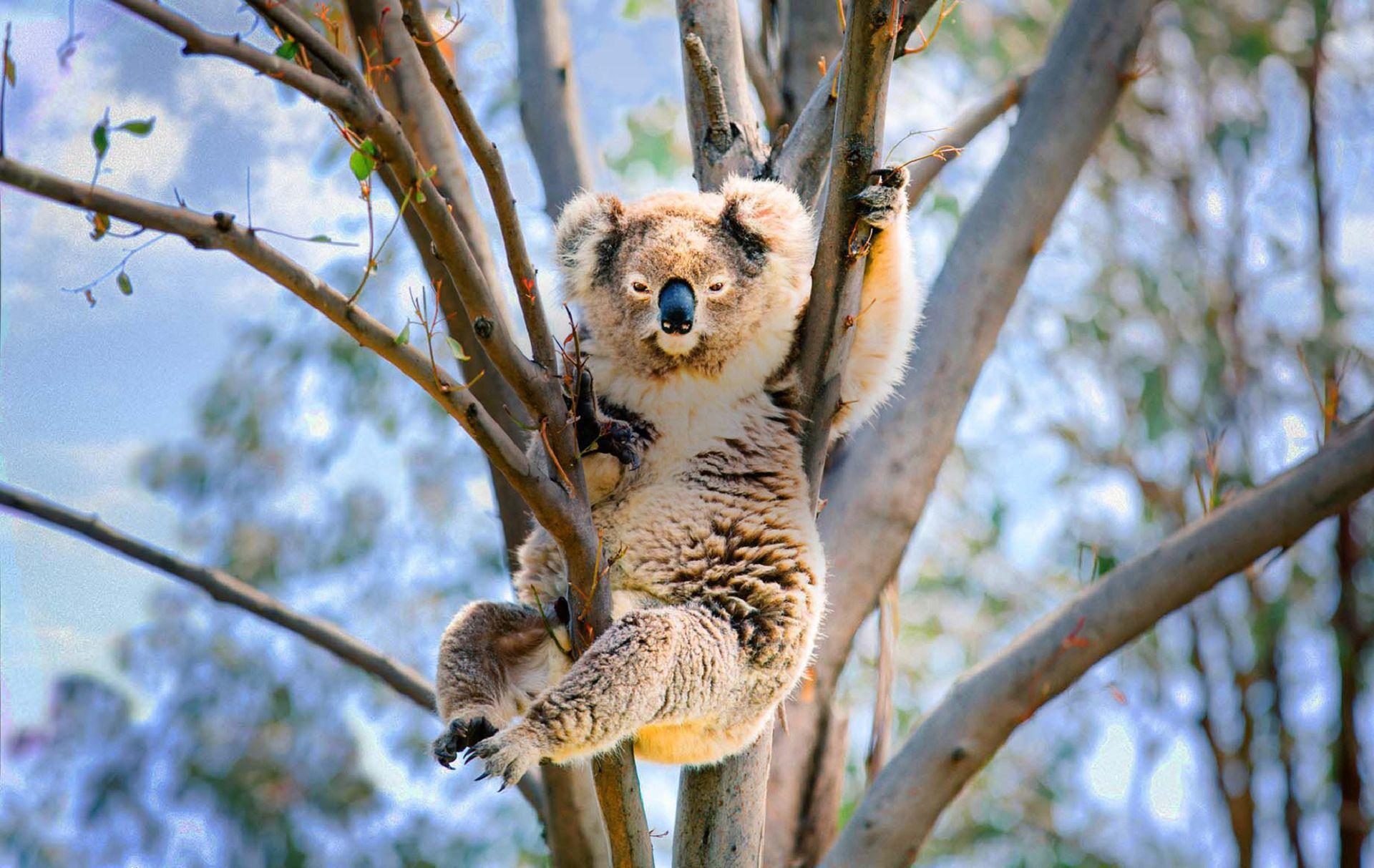 1920x1213 Koala Wallpaper