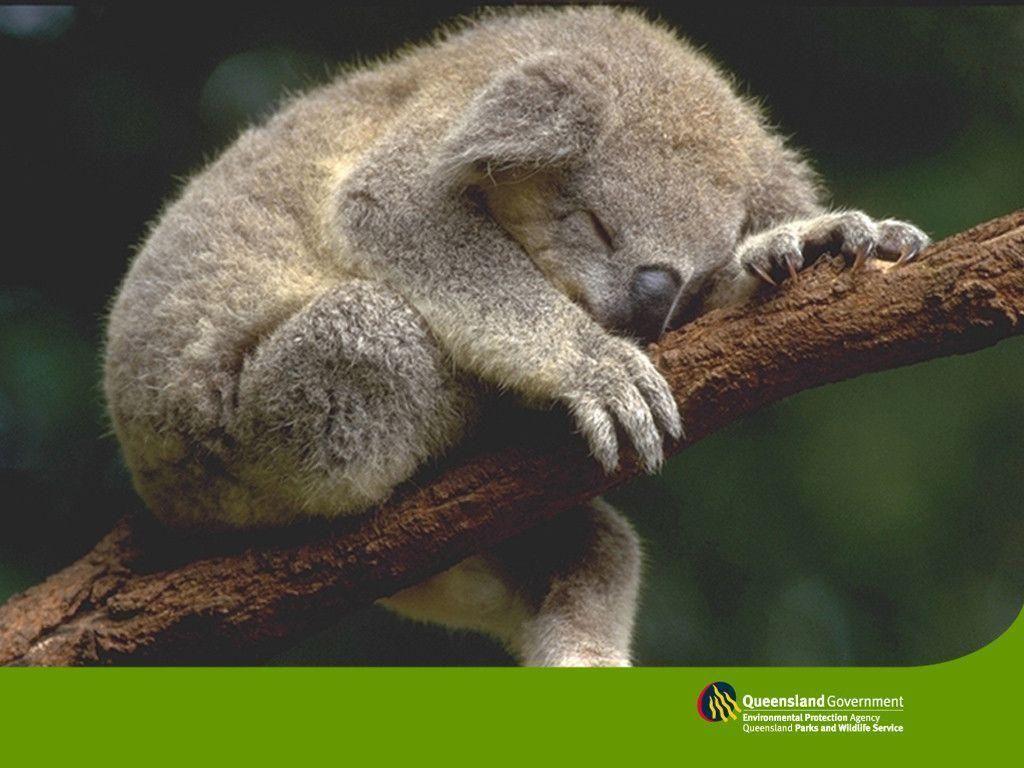 1024x768 Koala HD Wallpaper and Background (15). Cute animals, Animals