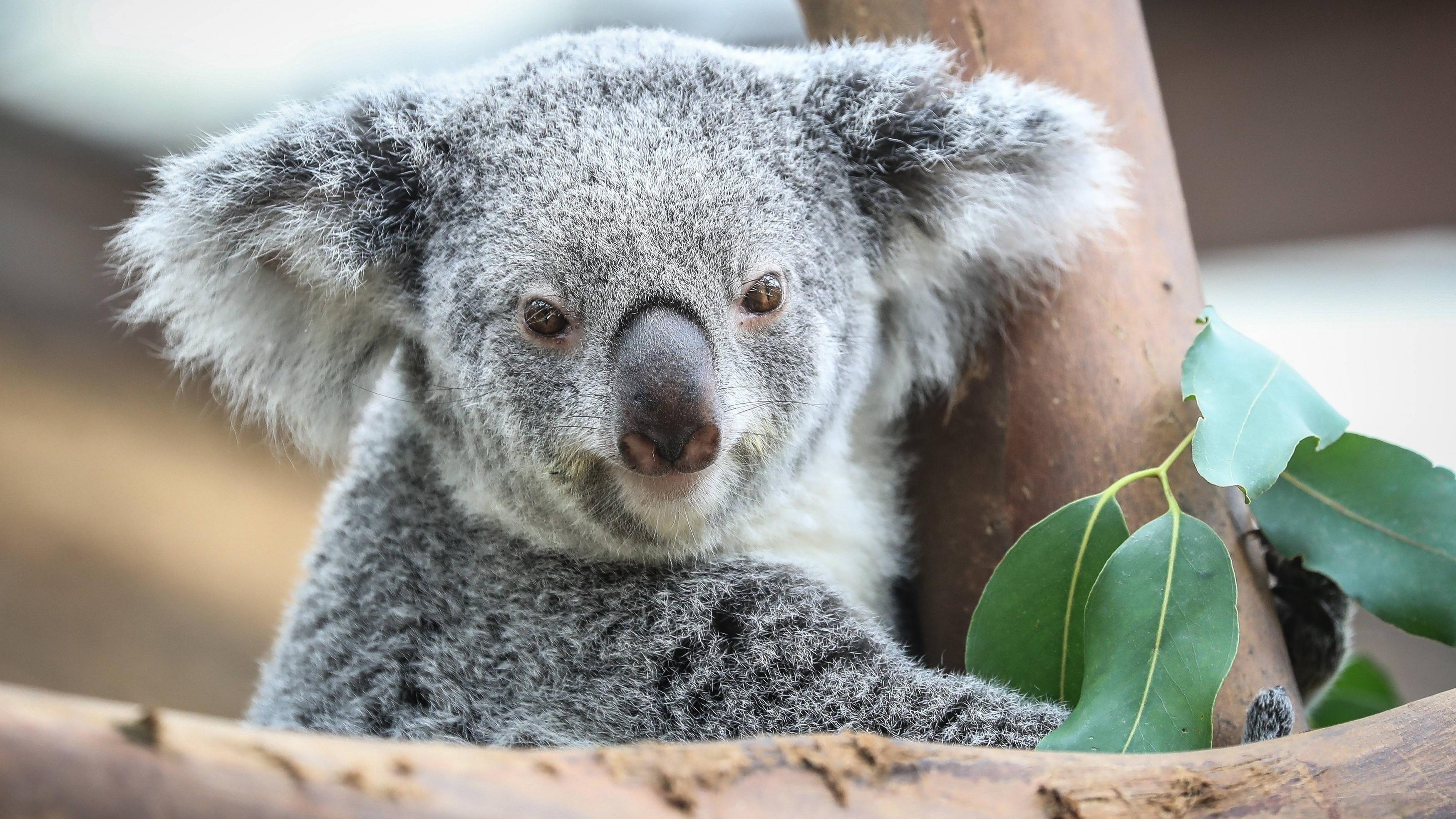 4374x2460 Koala Wallpaper (4374x2460)