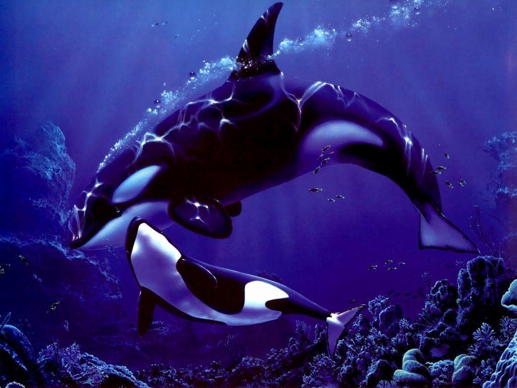 1024x768 Orca Wallpaper New Whales HD Wallpaper .