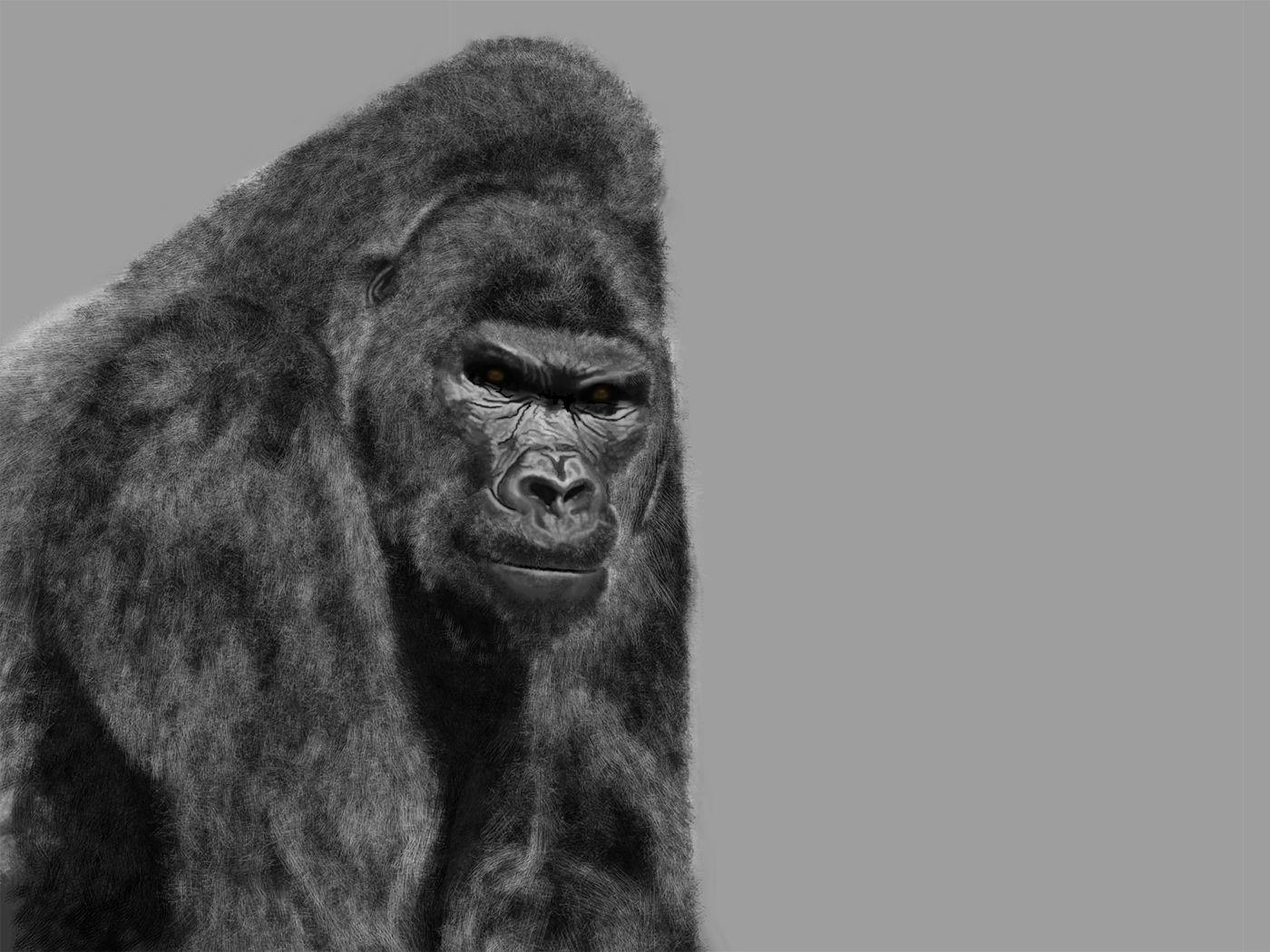 1400x1050 Trang hình nền Gorilla - Silverback Gorilla Hình nền Gorilla