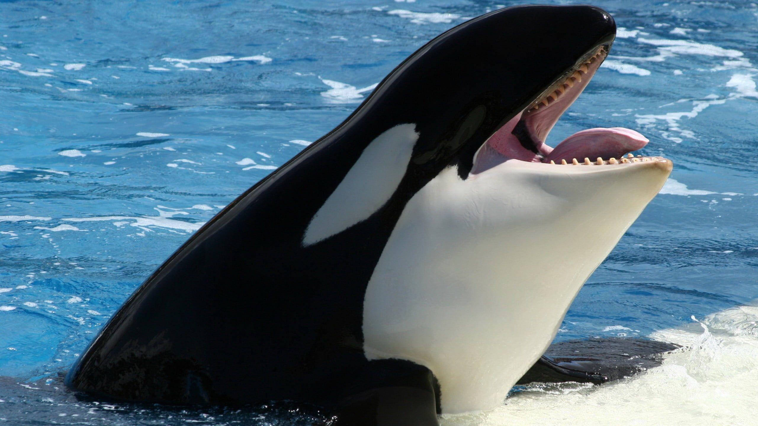 2560x1440 Orca killer whale during daytime HD wallpaper