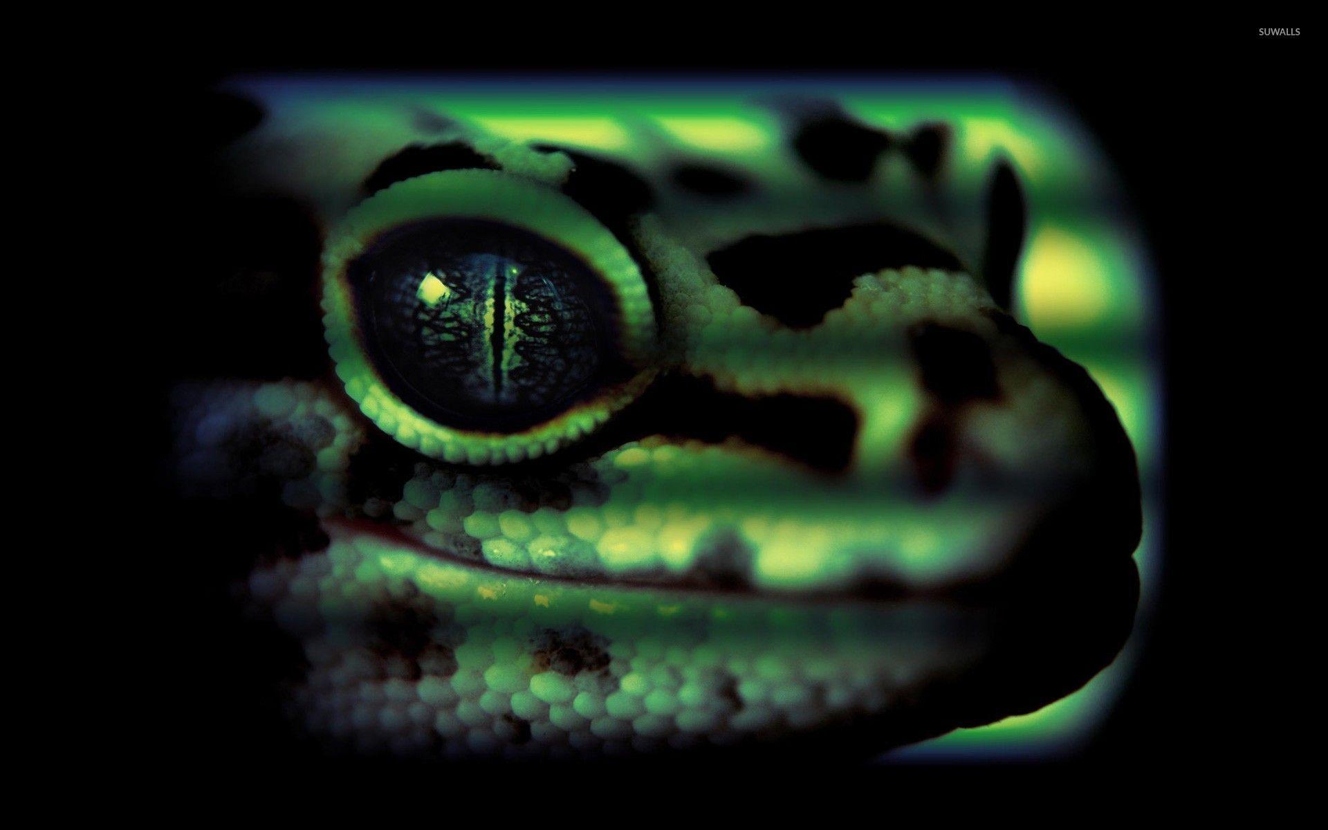 1920x1200 Leopard gecko wallpaper wallpaper