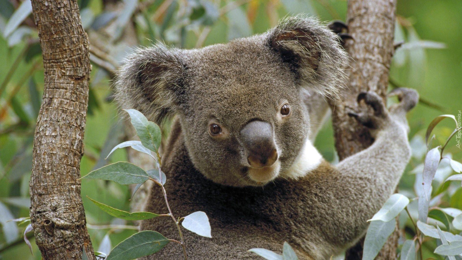 Koala Wallpapers - Top Free Koala Backgrounds - WallpaperAccess