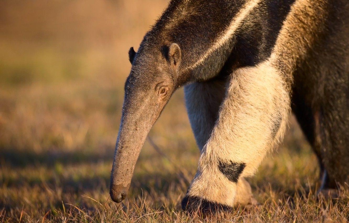 Муравьед Юруми. Гигантский муравьед. Anteater муравьед. Гигантский муравьед лапы.