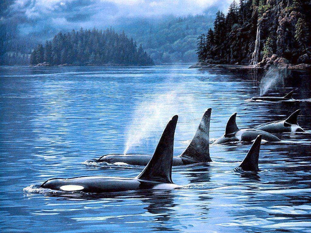 1024x768 Whale Background. Whale Wallpaper
