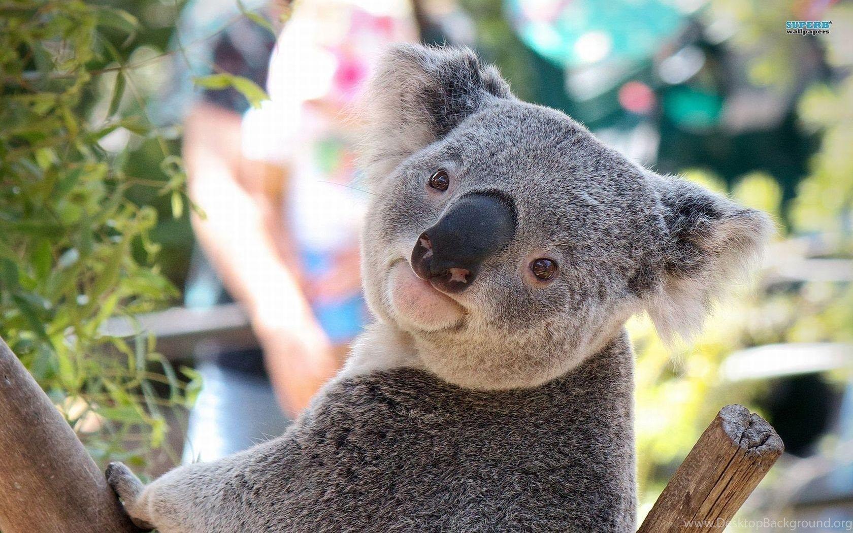 1680x1050 Koala Wallpaper Animal Wallpaper Desktop Background