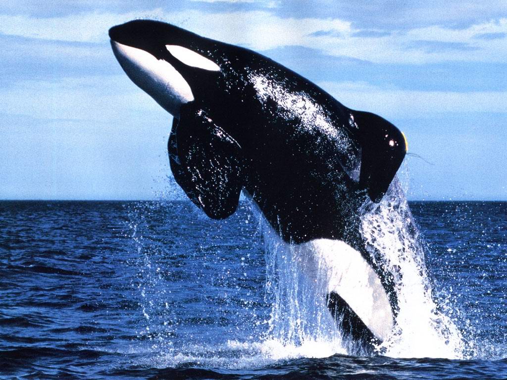 1024x768 Killer Whale wallpaperx768