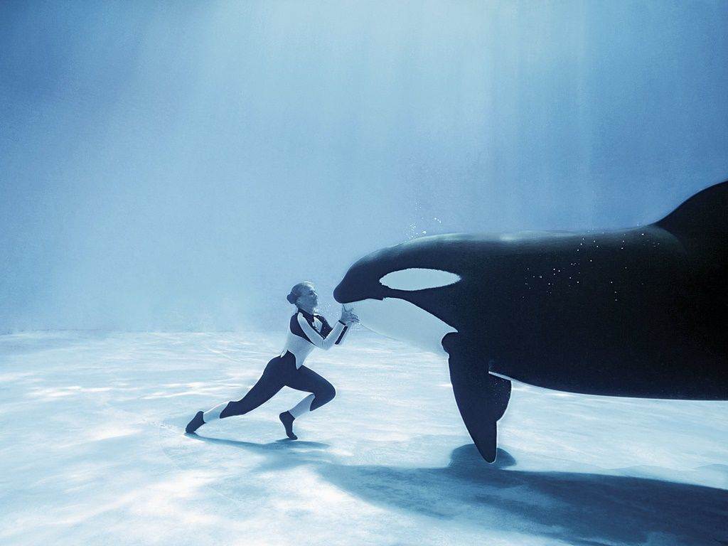 1024x768 Orca Whale Wallpaper
