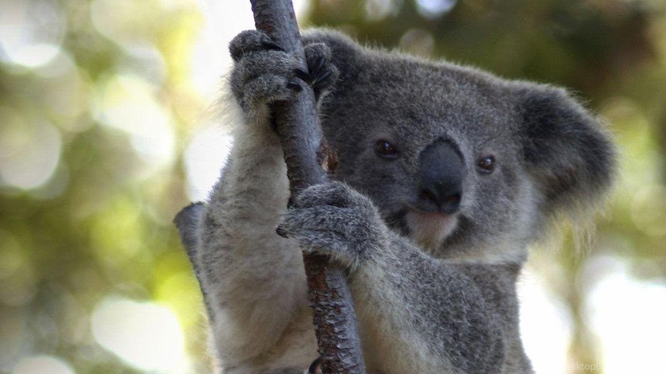 1366x768 Koala Wallpaper Desktop Background
