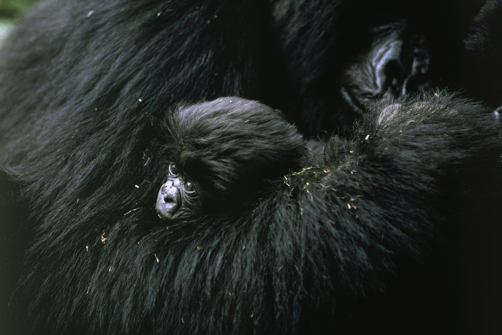 1600x1069 Gathering new intelligence on gorillas