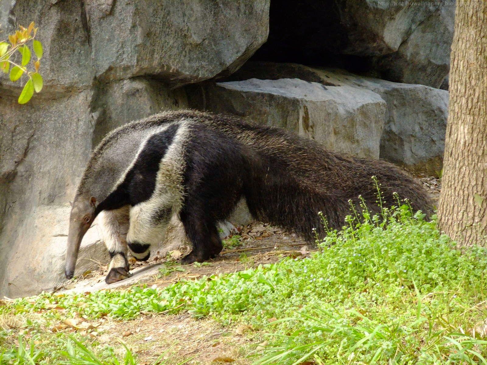 1600x1200 Free download Beautiful Desktop HD Wallpaper 1080p Giant Anteater