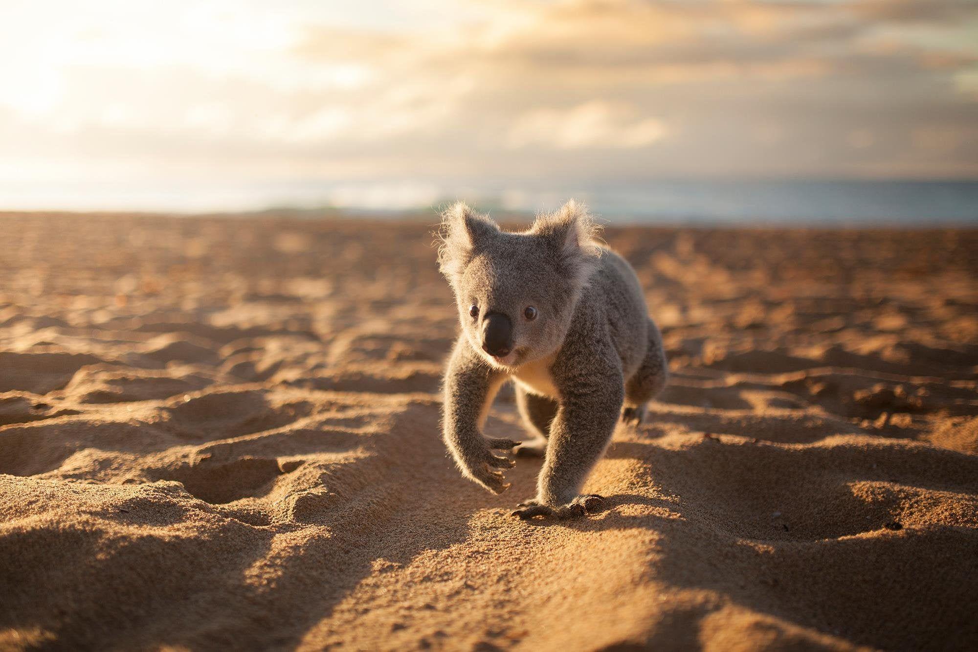 Koala Wallpapers - Top Free Koala Backgrounds - WallpaperAccess