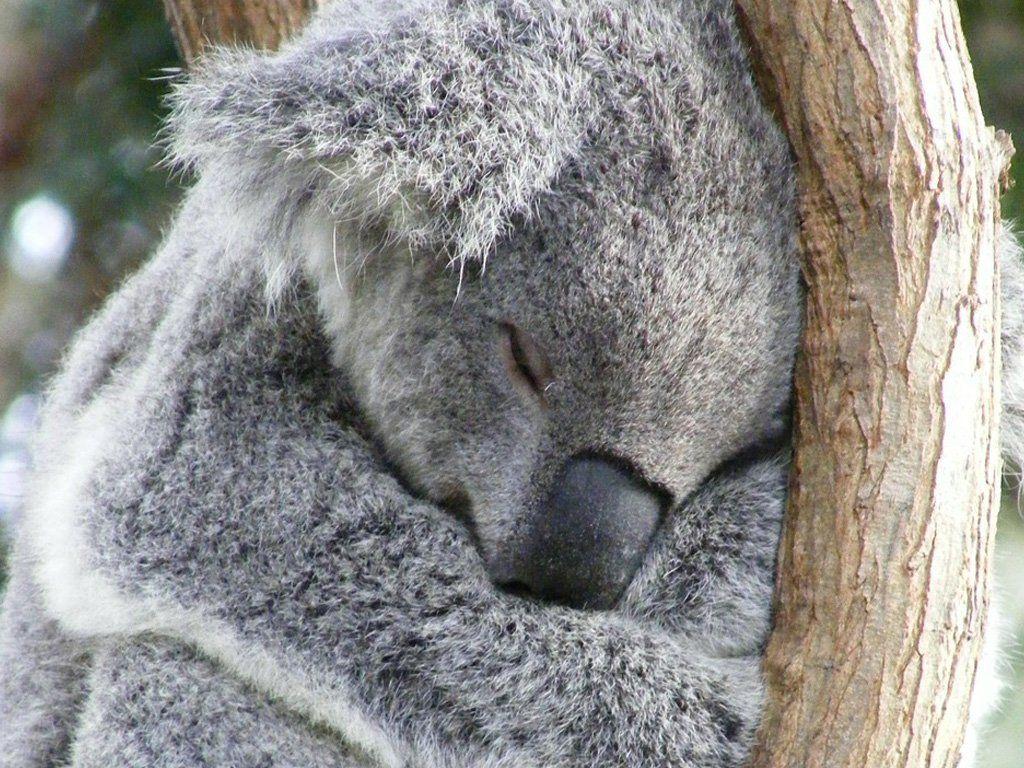 1024x768 Most viewed Koala wallpaperK Wallpaper