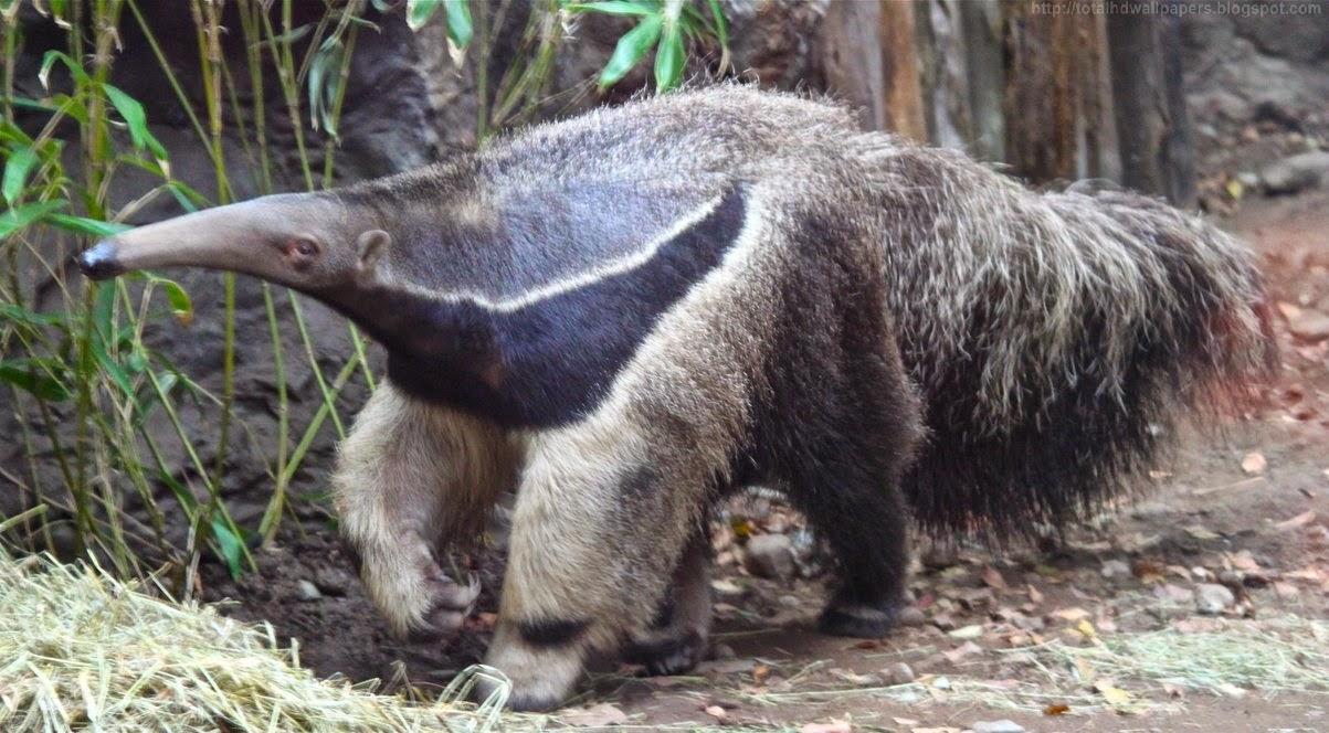 1203x664 Anteater HD Wallpaper. High Quality HD Wallpaper Nature