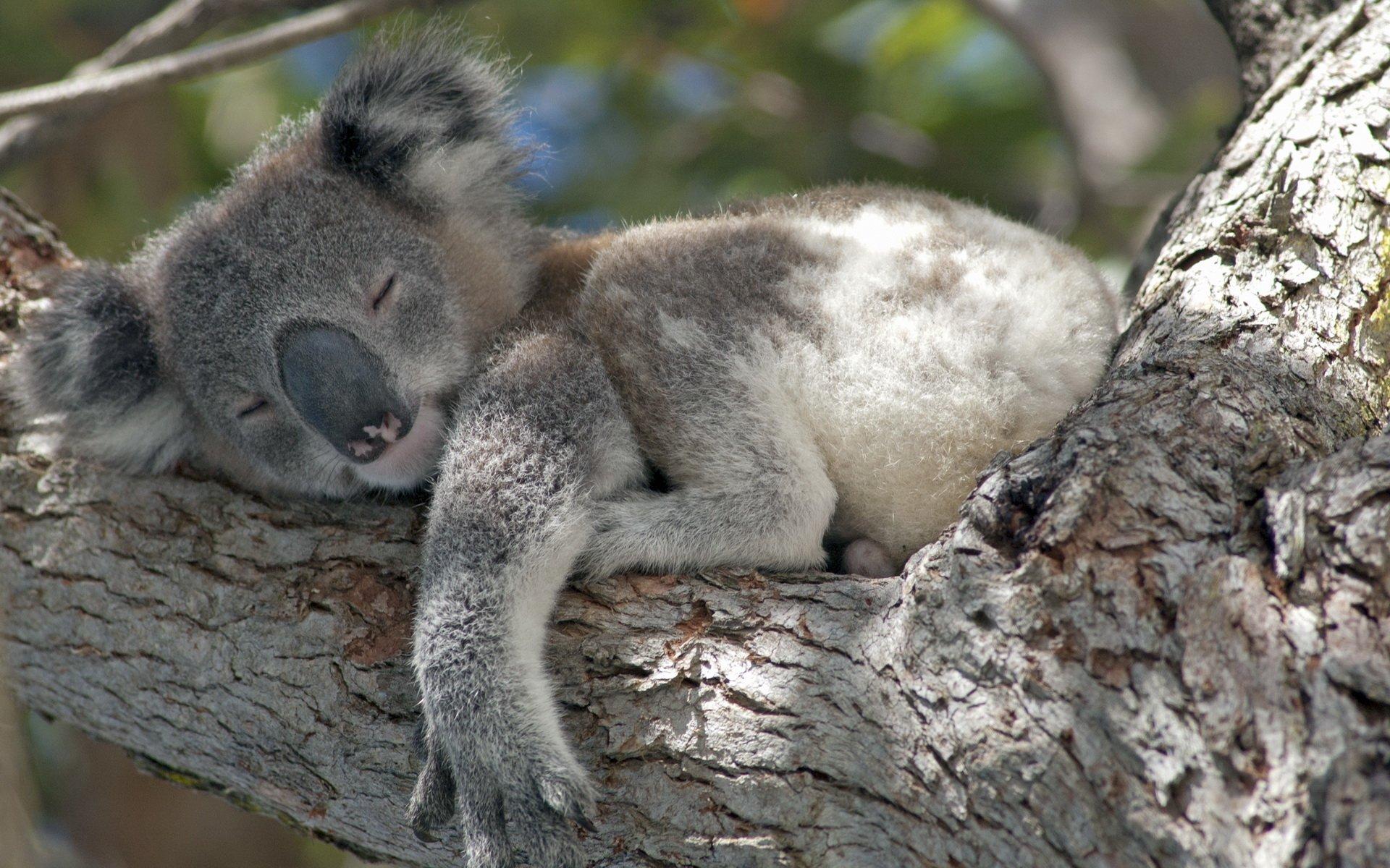 1920x1200 Koala Wallpaper