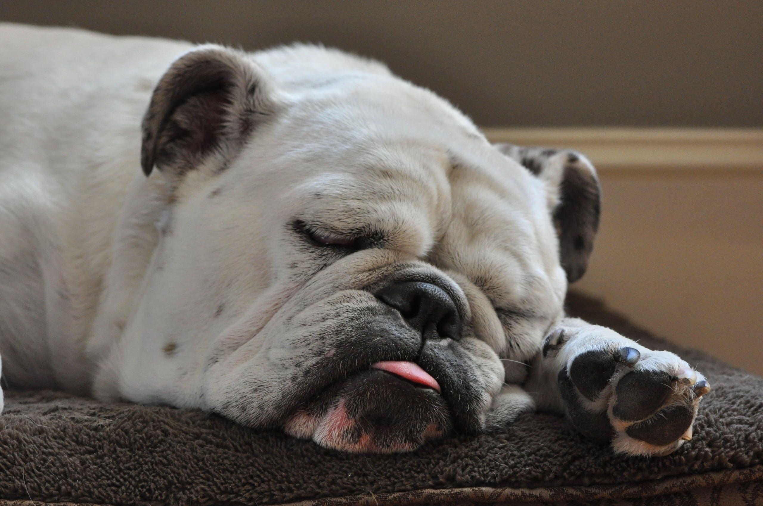 English Bulldog Wallpapers - Top Free English Bulldog Backgrounds