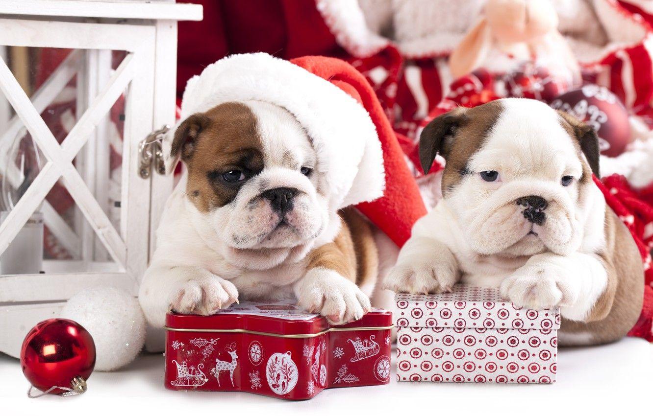 Bulldog Puppies Wallpapers - Top Free Bulldog Puppies Backgrounds ...