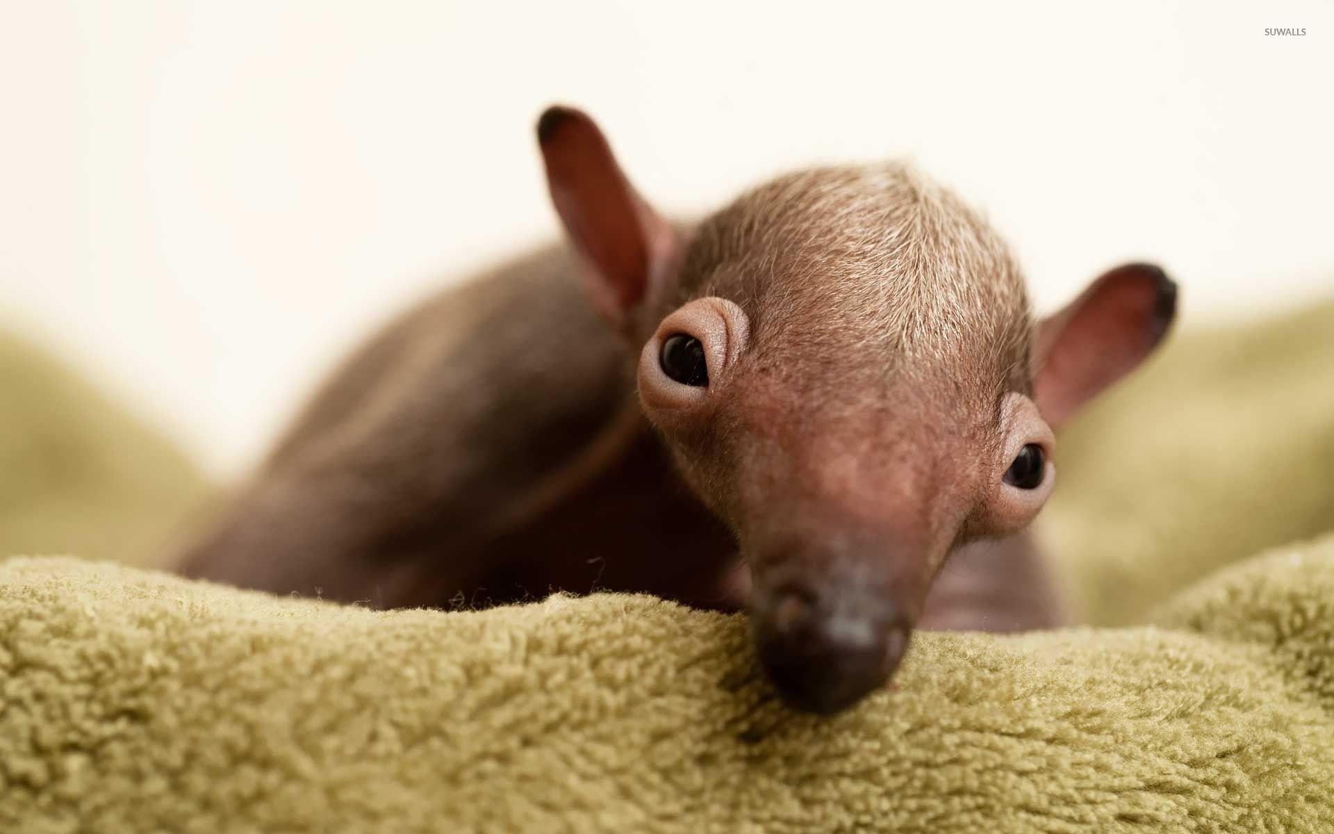 Anteater Wallpapers - Top Free Anteater Backgrounds - WallpaperAccess