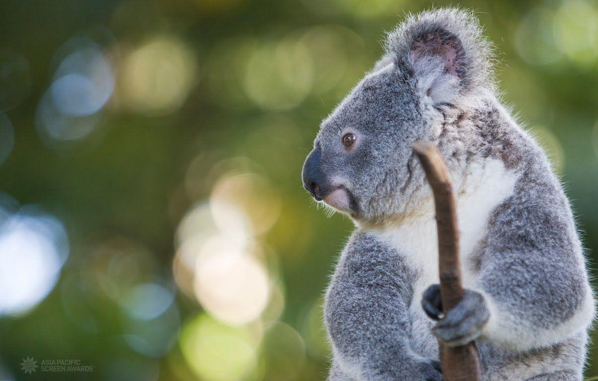 1204x768 Koala Wallpaper