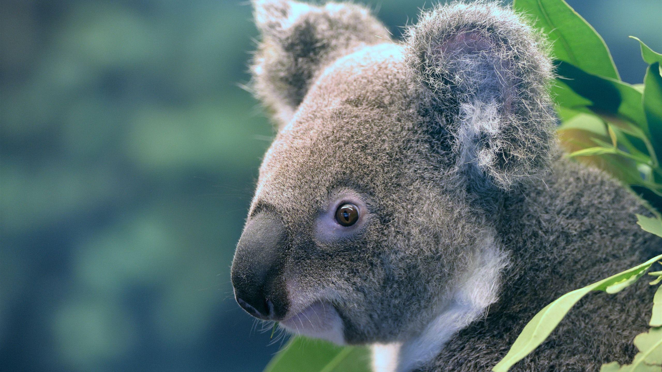 2560x1440 Cute Animal, Koala 1125x2436 IPhone 11 Pro XS X Wallpaper