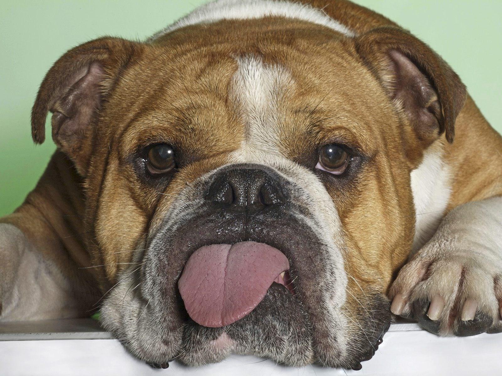 1600x1200 English Bulldog Wallpaper For Computer 1600x1200