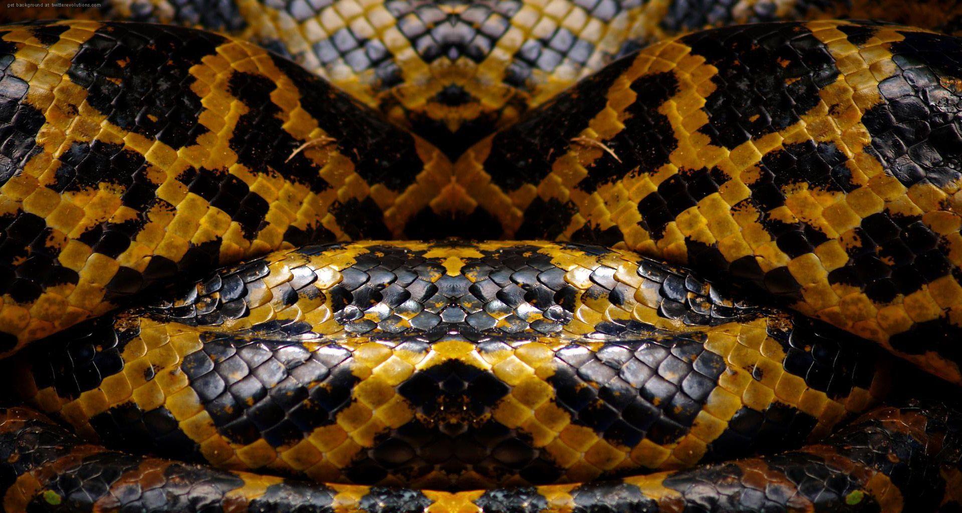 1920x1024 Amazing Snake Skin Wallpaper. Snake skin pattern, Snake skin