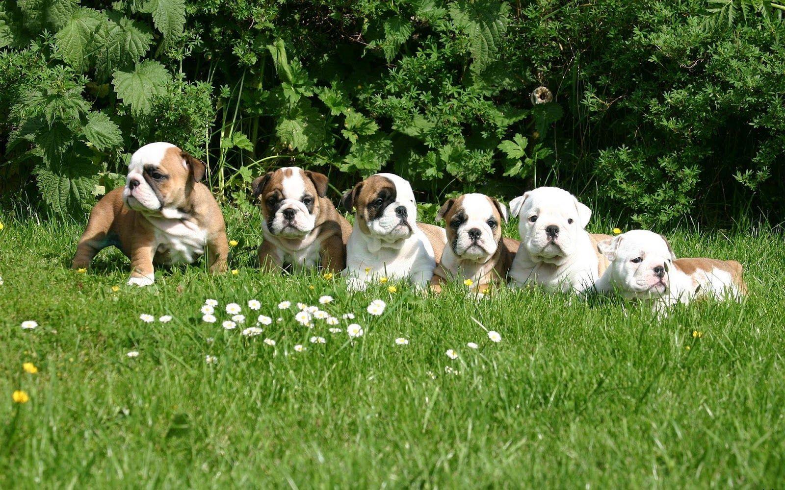 1600x1000 English bulldog puppies wallpaper. HD Animals Wallpaper