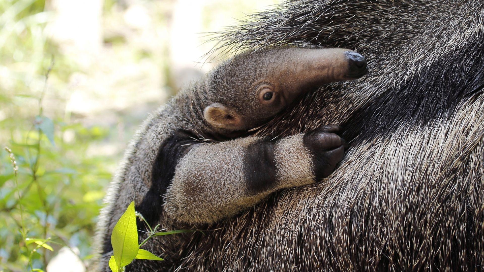 1920x1080 Free download Baby anteater wallpaper Baby Animals 2154x1221
