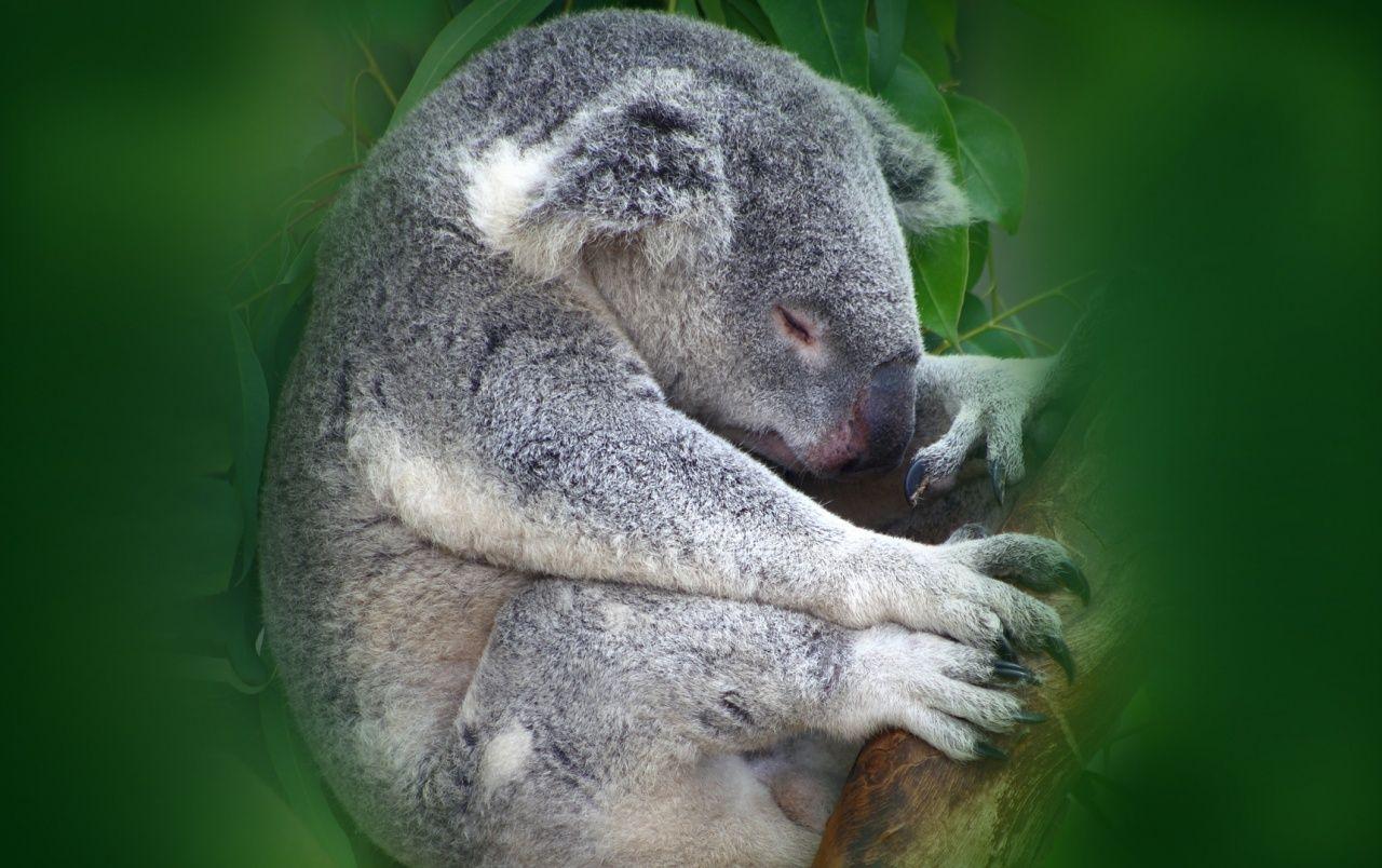 1280x804 Koala wallpaper. Koala