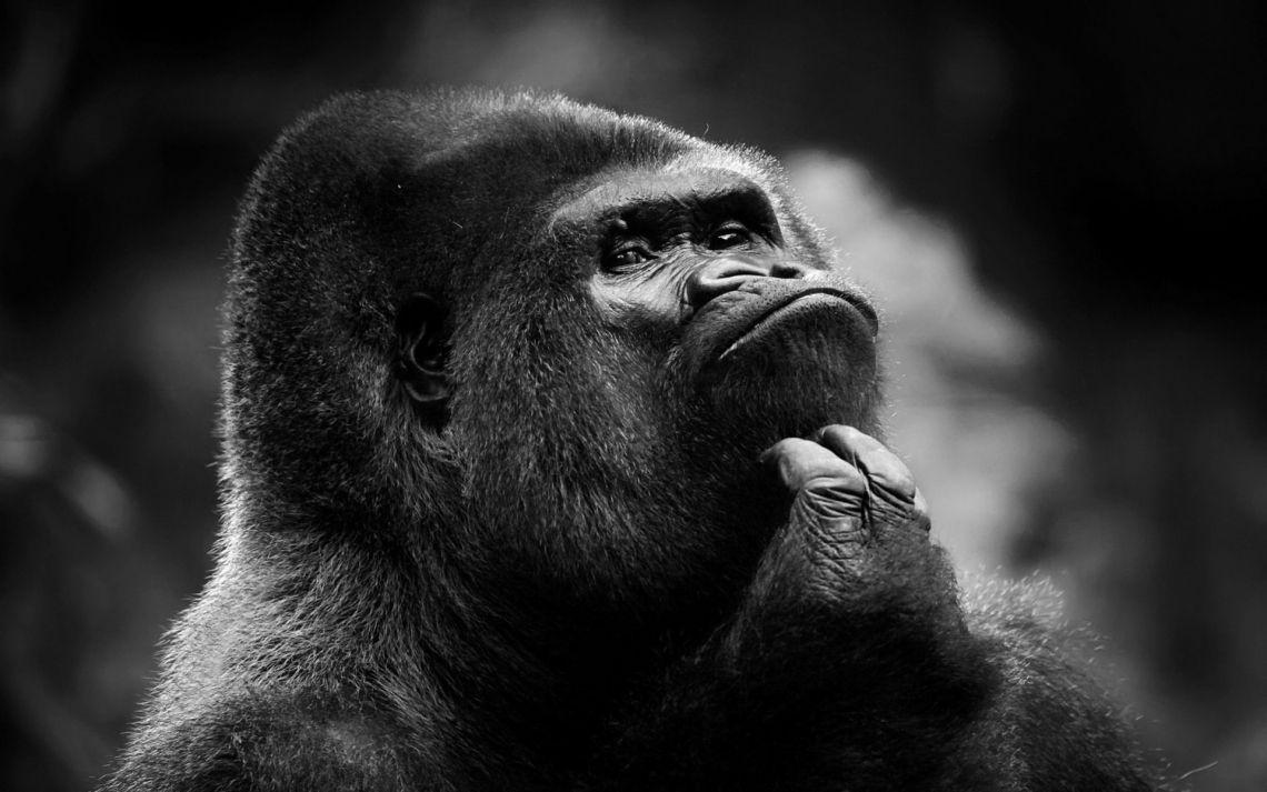 1140x713 Free photo of Gorilla HD window 10 wallpaper