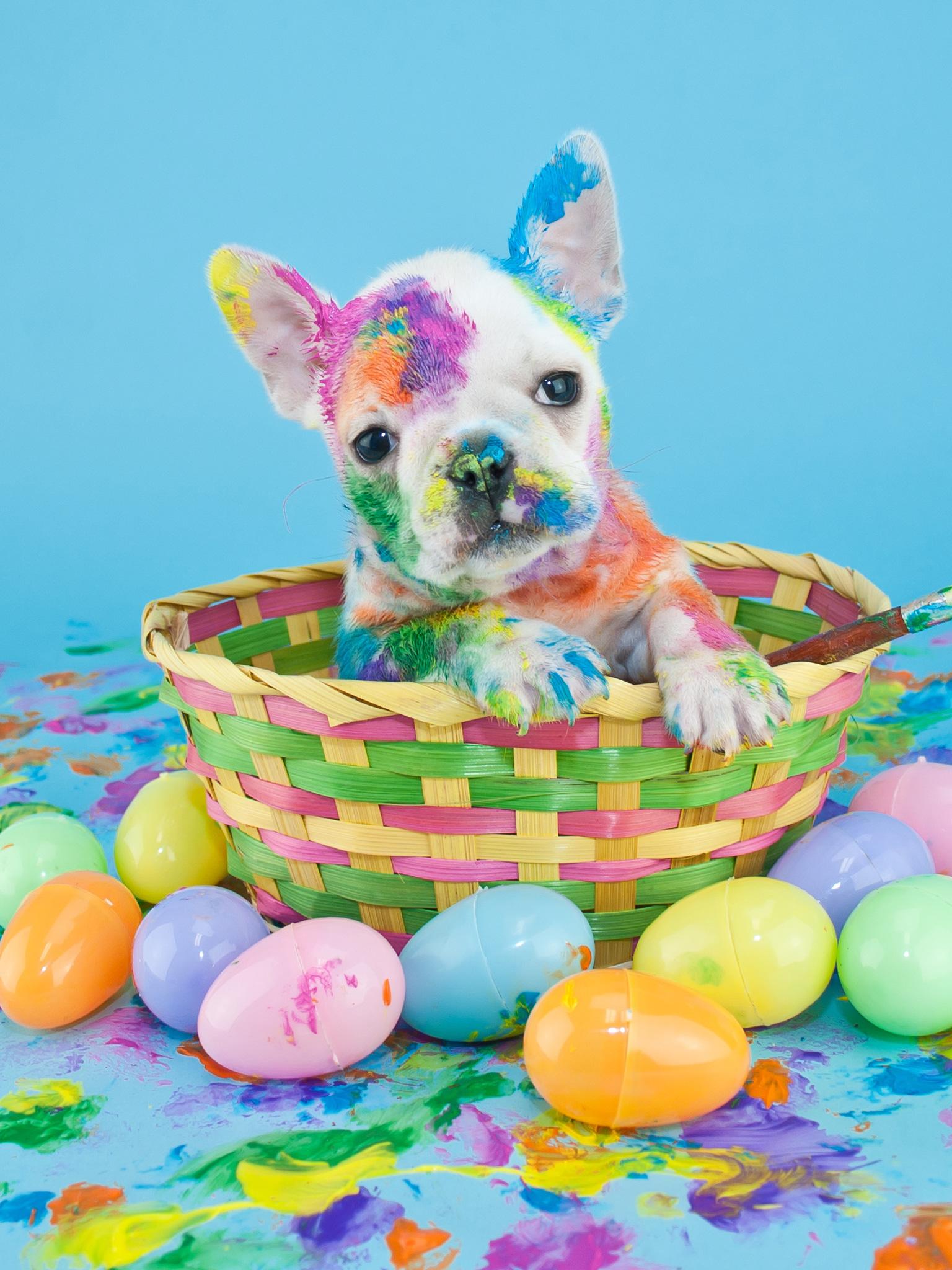 1536x2048 French Bulldog (Puppy, Multicolor, Face) Wallpaper
