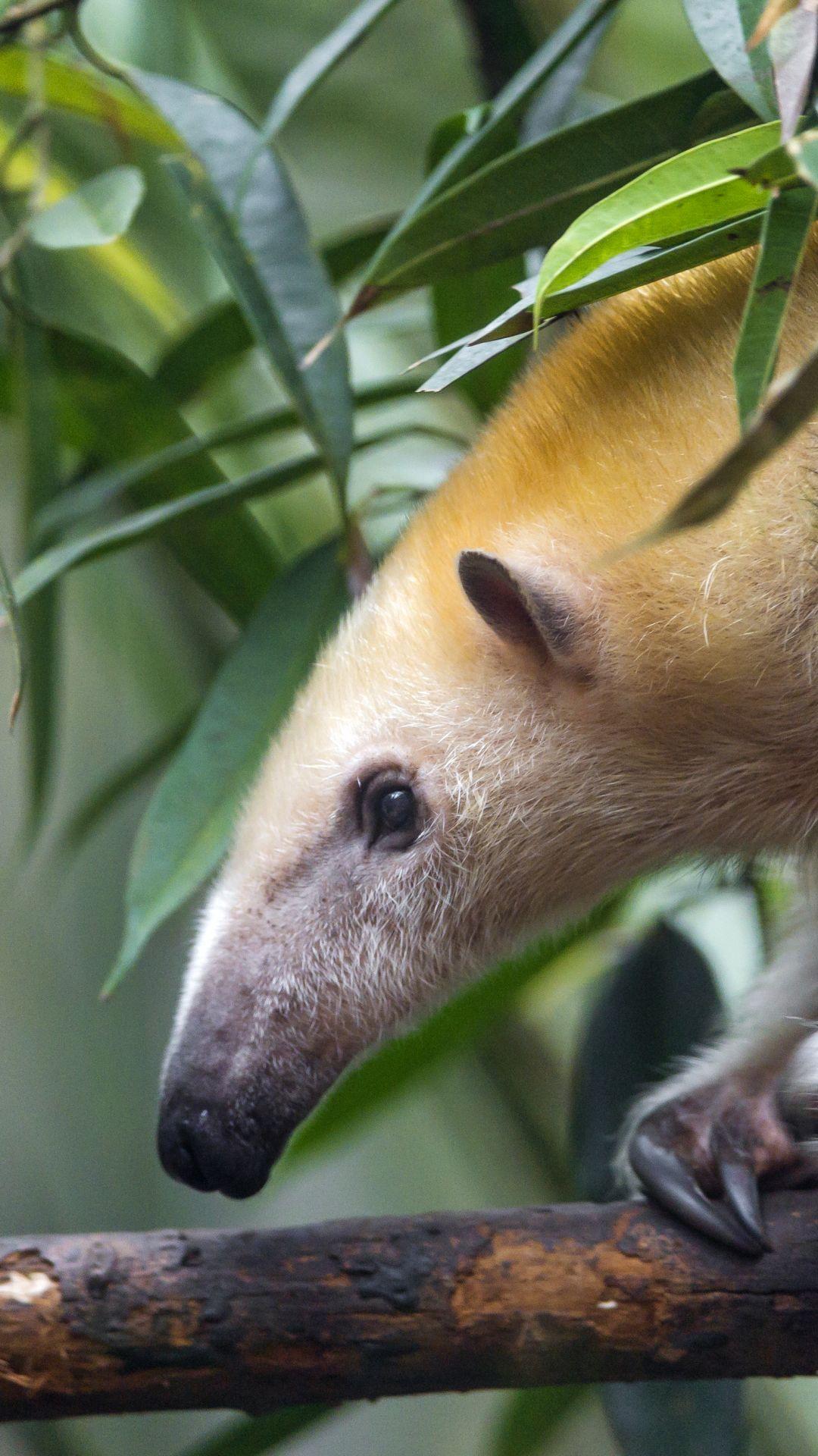 Anteater Wallpapers - Top Free Anteater Backgrounds - WallpaperAccess