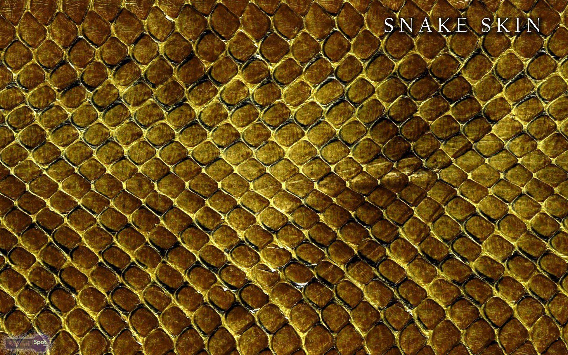 Gold Snake Wallpapers - Top Free Gold Snake Backgrounds - WallpaperAccess