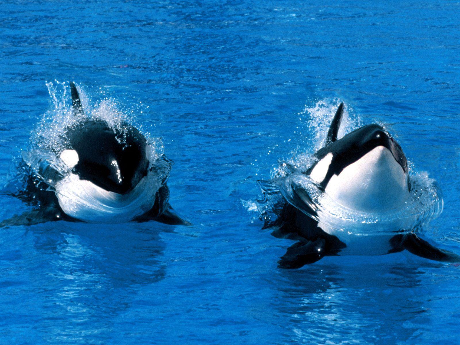 1600x1200 Killer Whale (Orca) Desktop and Mobile Wallpaper