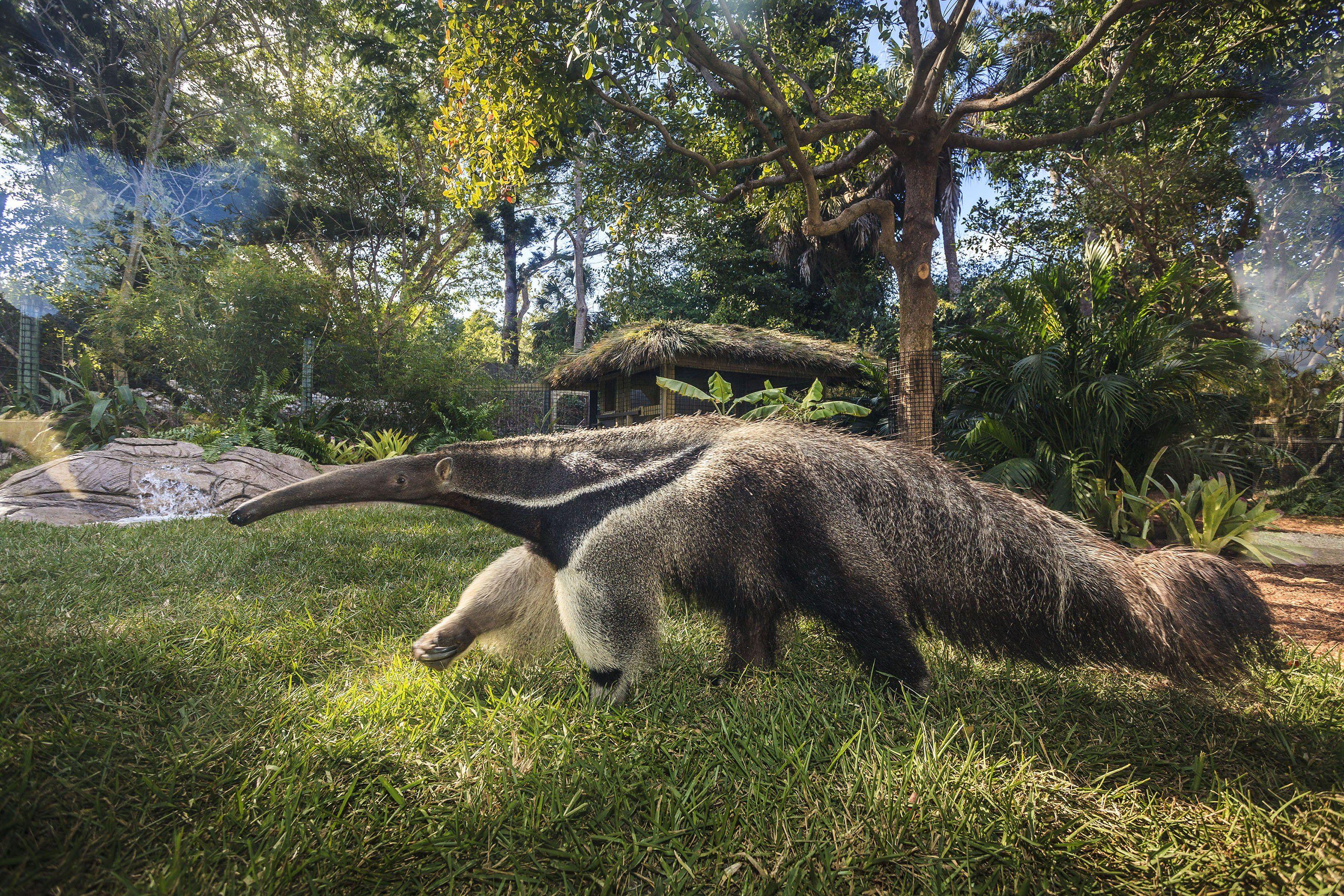 Silesta zoo. Гигантский муравьед Южной Америки. Муравьед Юруми. Naples Zoo Нейплс. Доисторический муравьед.