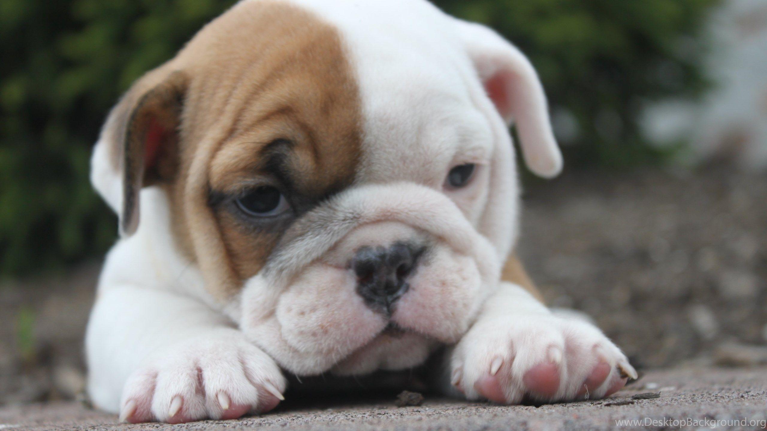 2560x1440 Sad English Bulldog Puppy Wallpaper And Image Wallpaper