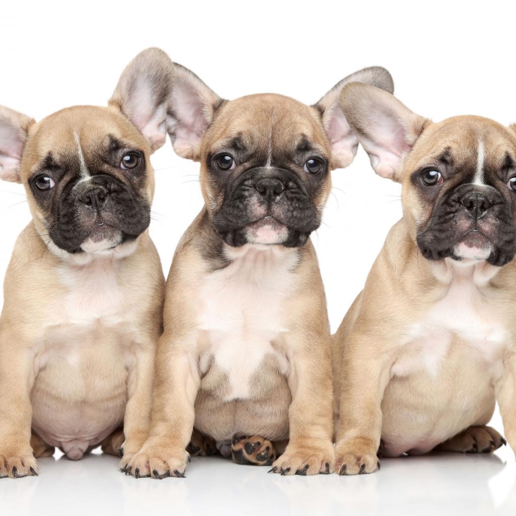 1024x1024 French Bulldog Puppy Background Wallpaper