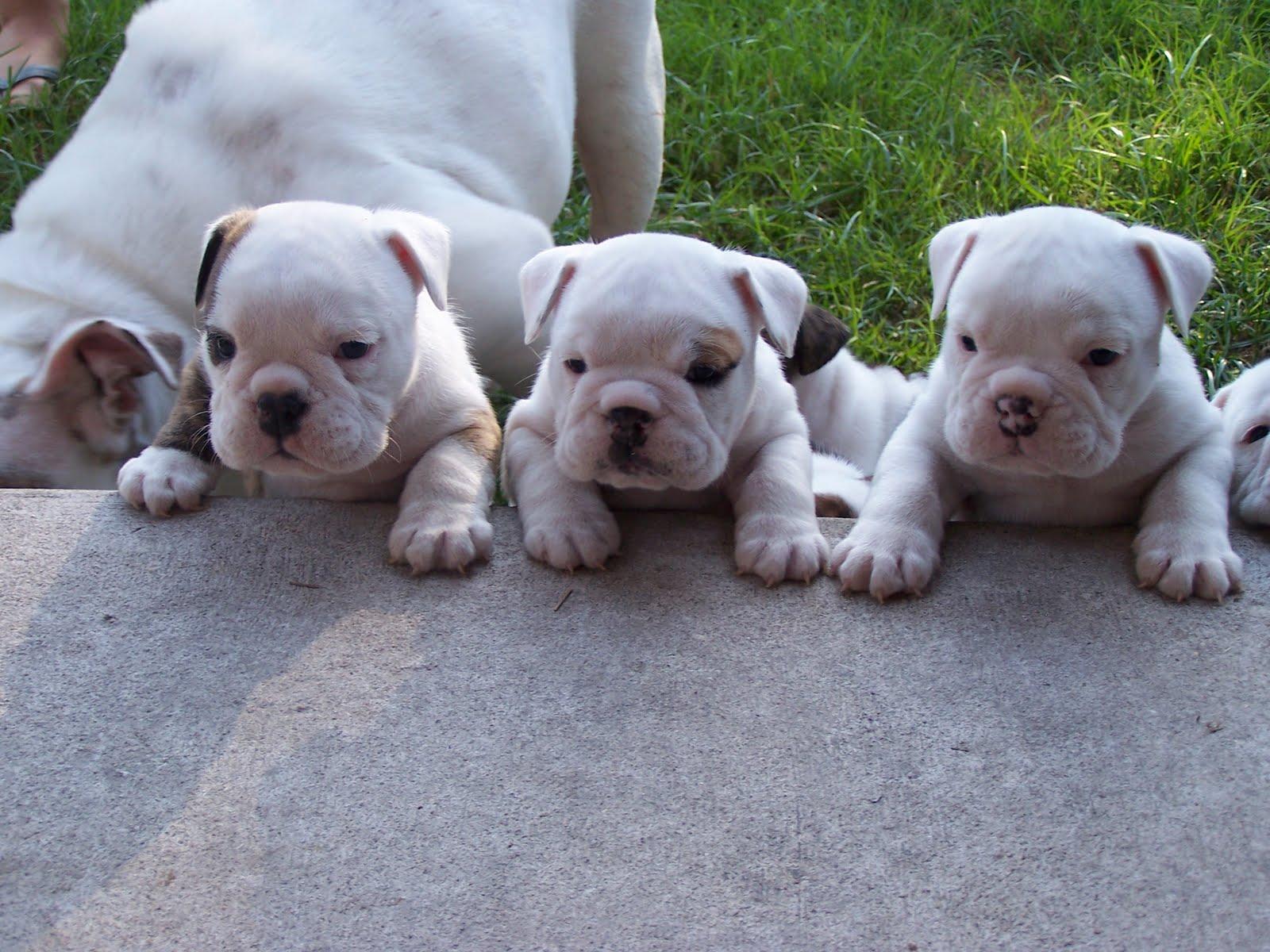 1600x1200 Bulldog puppies wallpaper download