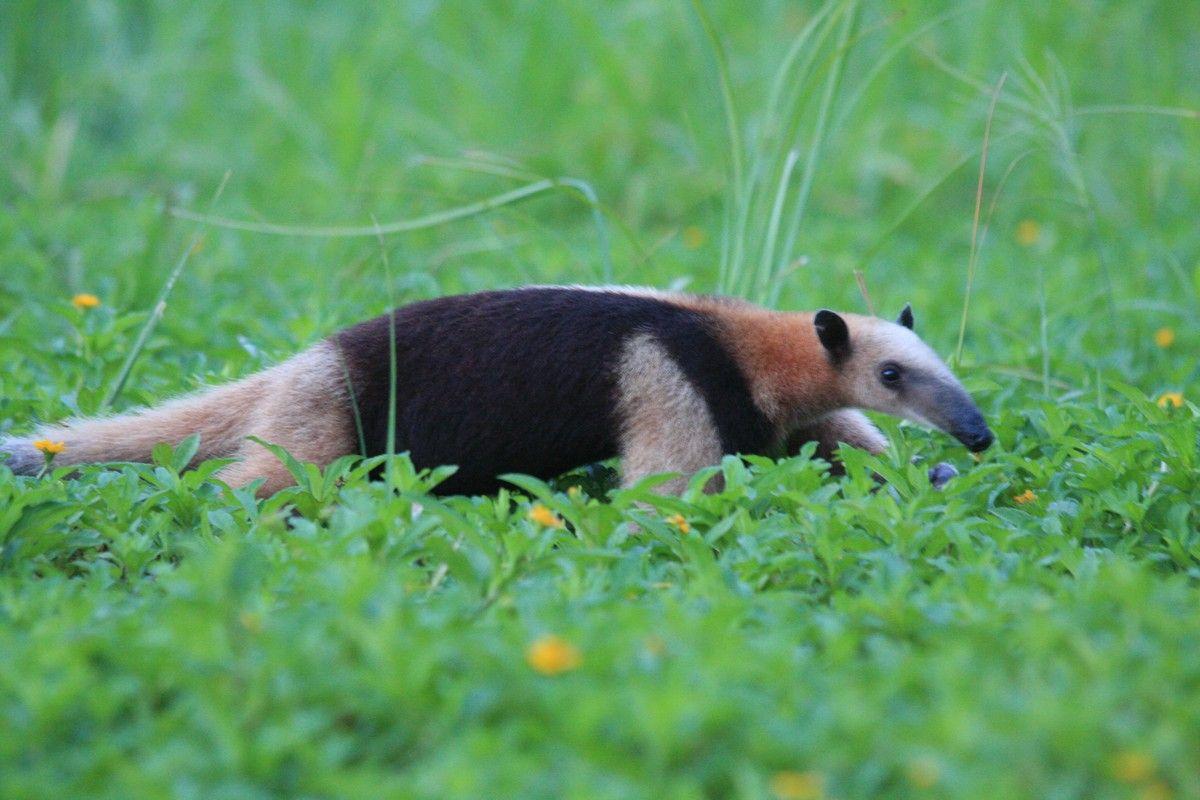 1200x800 anteater wallpaper. One Wallpaper Online
